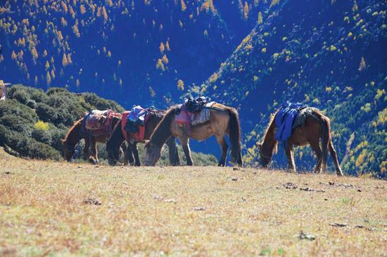 四姑娘山7-9月的风景,错过四姑娘山的秋天