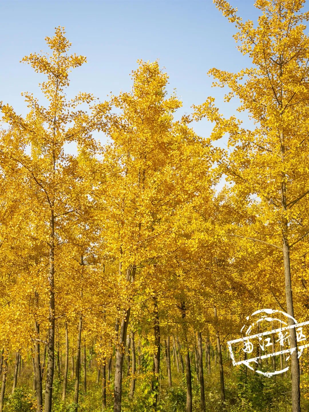 曲江秋天风景,曲江的秋色