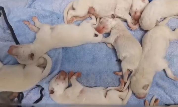 9小只，奶萌奶萌的！湖州刚诞生4头小金虎的动物园，又迎来一窝小白狼