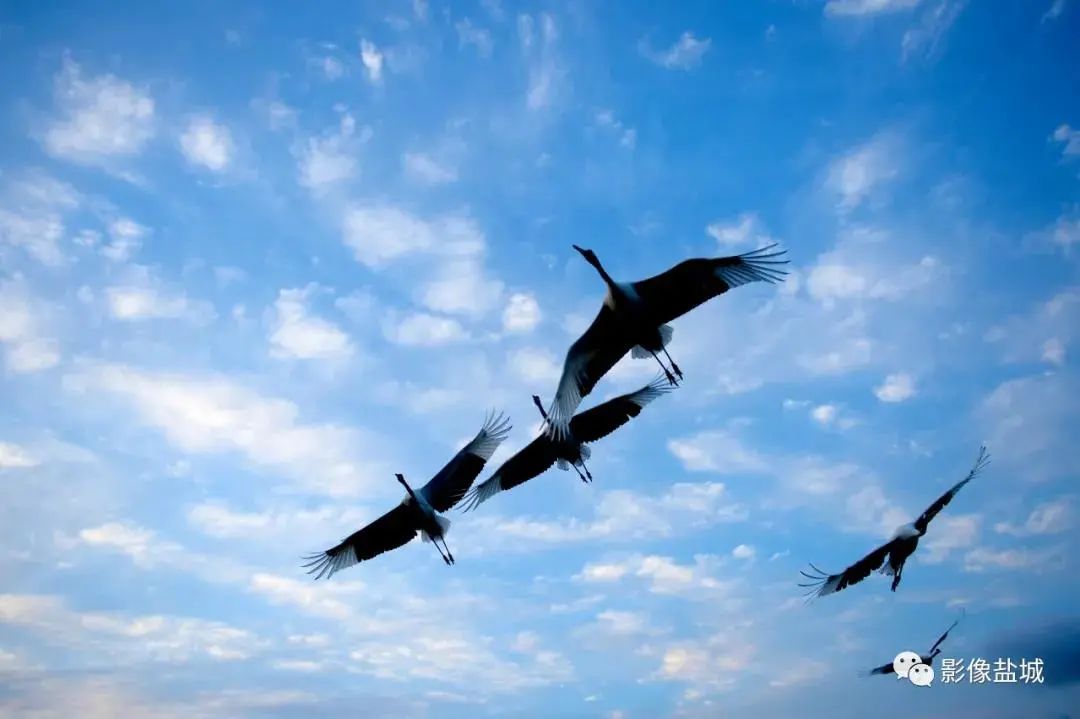 盐城发色,盐城代表颜色