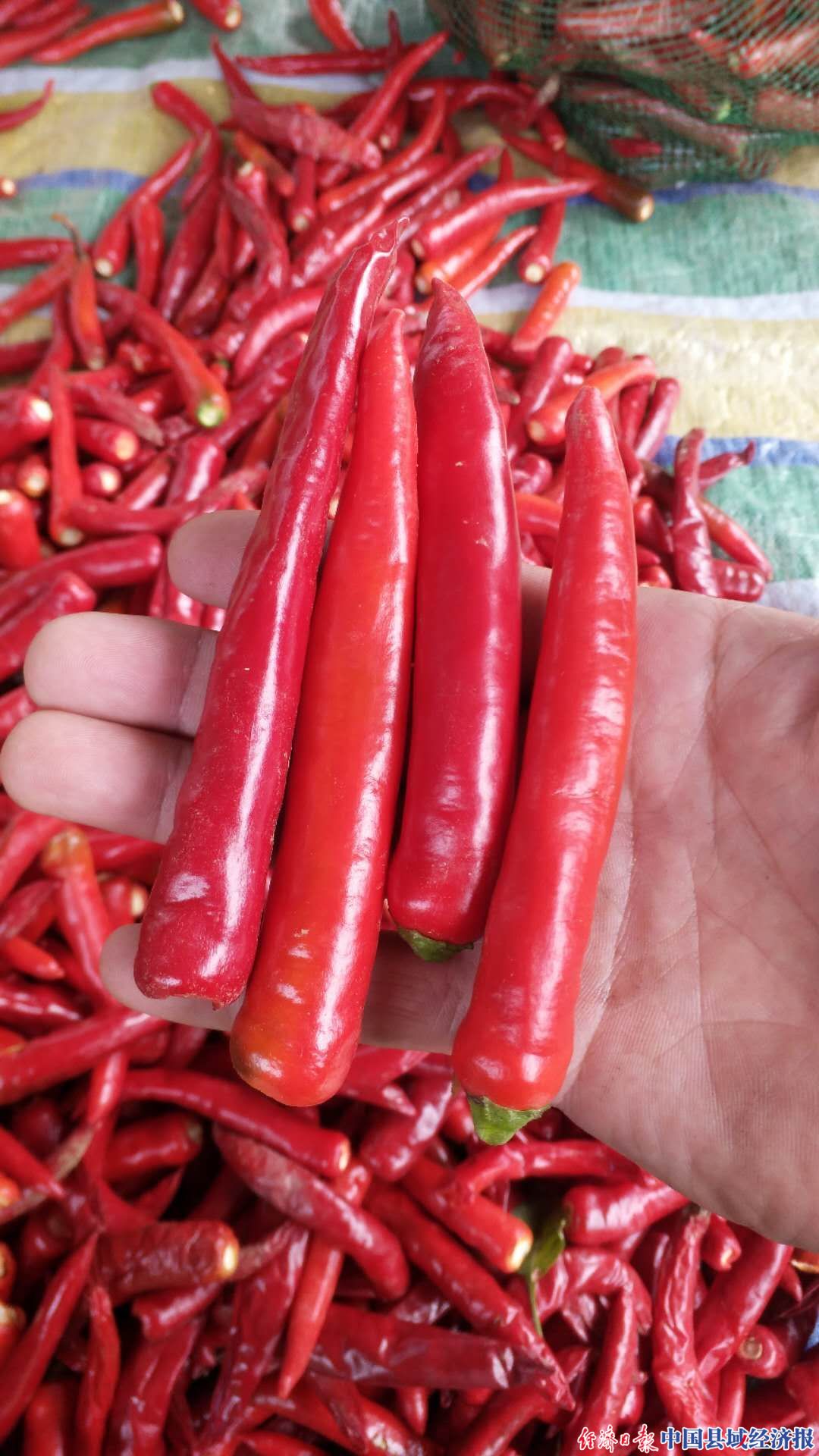 长治10万亩辣椒种植基地,长治屯留辣椒