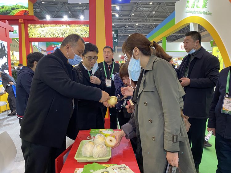 礼泉小河御梨最新消息,陕西礼泉苹果