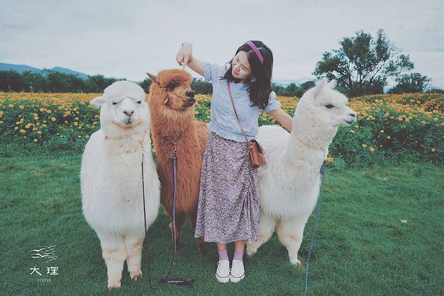 长沙自驾去大理多少钱,生活需要惊喜自驾直奔大理