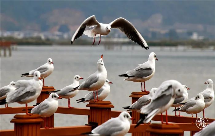 水更清！看云南“明珠”常亮常清