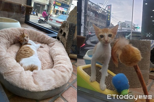 出乃玩!萌橘「招财猫挥手」求陪玩 同伴翻肚已读:静静看你装B