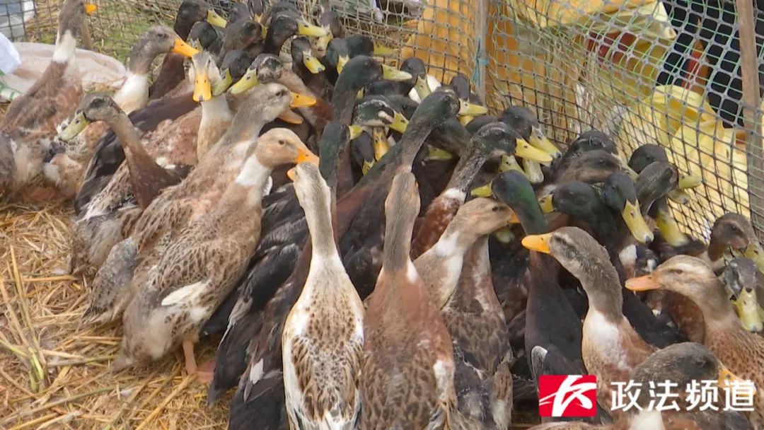长沙买鸭的地方,长沙买鸭