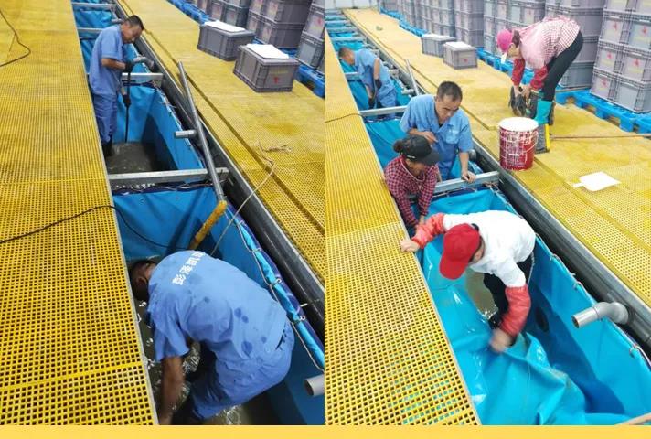 小龙虾离开水域能活吗,小龙虾离开水能活多少时间