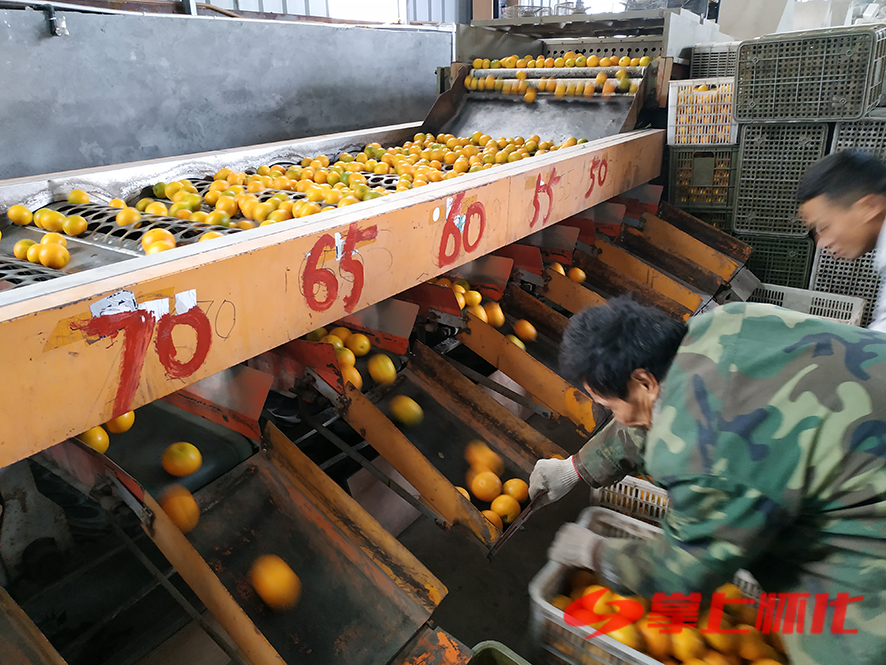 柑橘上市,柑橘生产旺季是什么时候