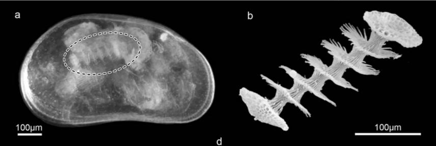 科学家发现上亿年前的信号,科学家发现精子质量