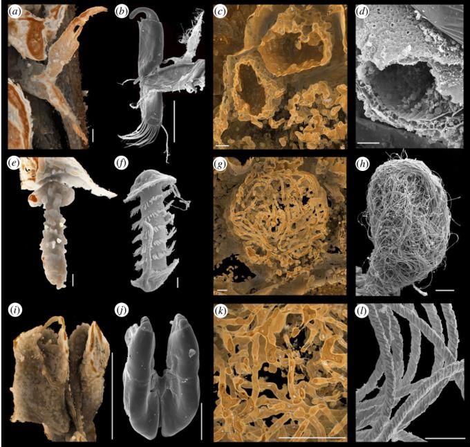 科学家发现精子质量,科学家发现1亿年前隧道