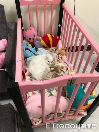 波斯猫脸上「多一圈橘渍」舔不掉　网见罐罐空空赏傻眼：太咸啦