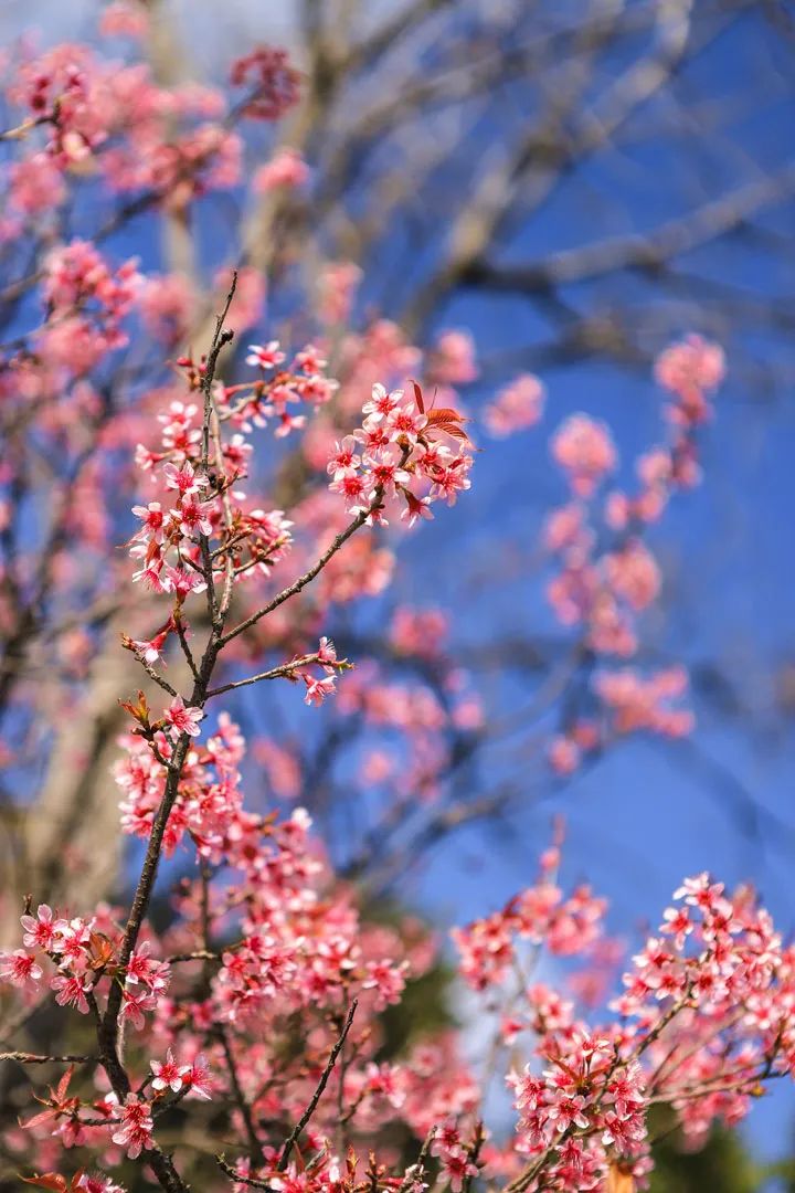 昆明春城风光秀,昆明春城秀小视频