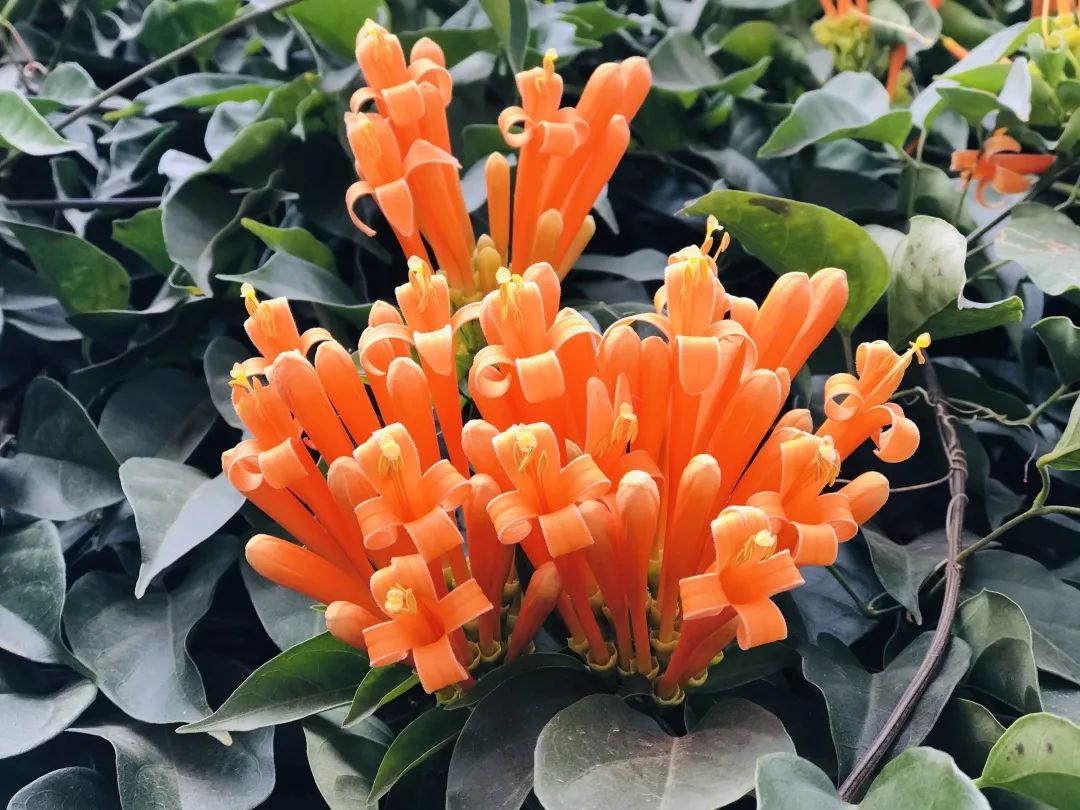 昆明春城风光秀,昆明春城秀小视频