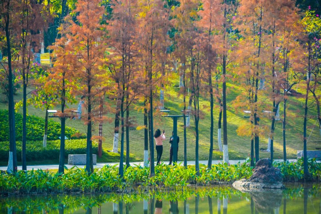 1月最美的佛山藏在这里!全部免费赏!