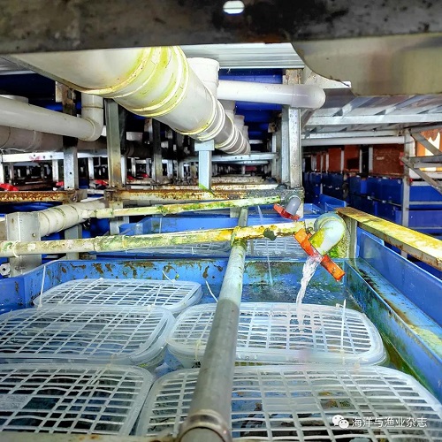 室内高密度养澳洲淡水龙虾,澳洲淡水龙虾养殖前景