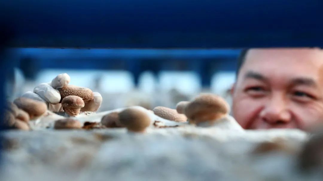 【关注】我县香菇产业飞上《人民日报》，看美味香菇如何做出可口菜肴！