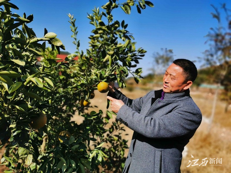 会昌鲜丰脐橙园,会昌橙果园