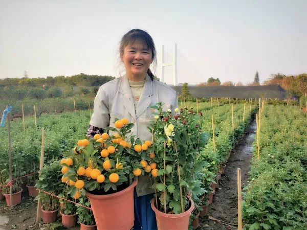 佛山今年哪里有花市,佛山市内哪里有年花批发