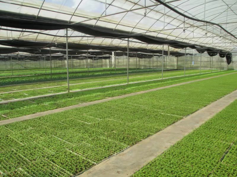 安宁新农村试点村,安宁乡村振兴示范村