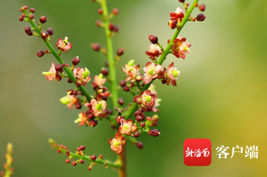 海南省濒临灭绝药用植物,海南已经灭绝的珍稀名木