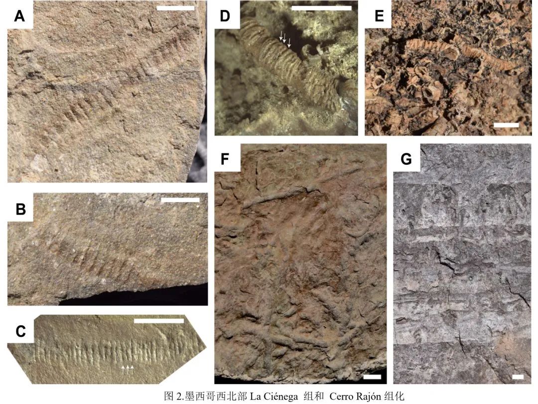 鍦板鍓嶆部geology璁烘枃瀵艰,鍦板鍓嶆部sci璁烘枃涓婚