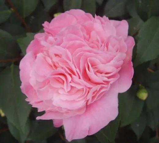 千姿百媚的山茶,千姿百媚的山茶图片