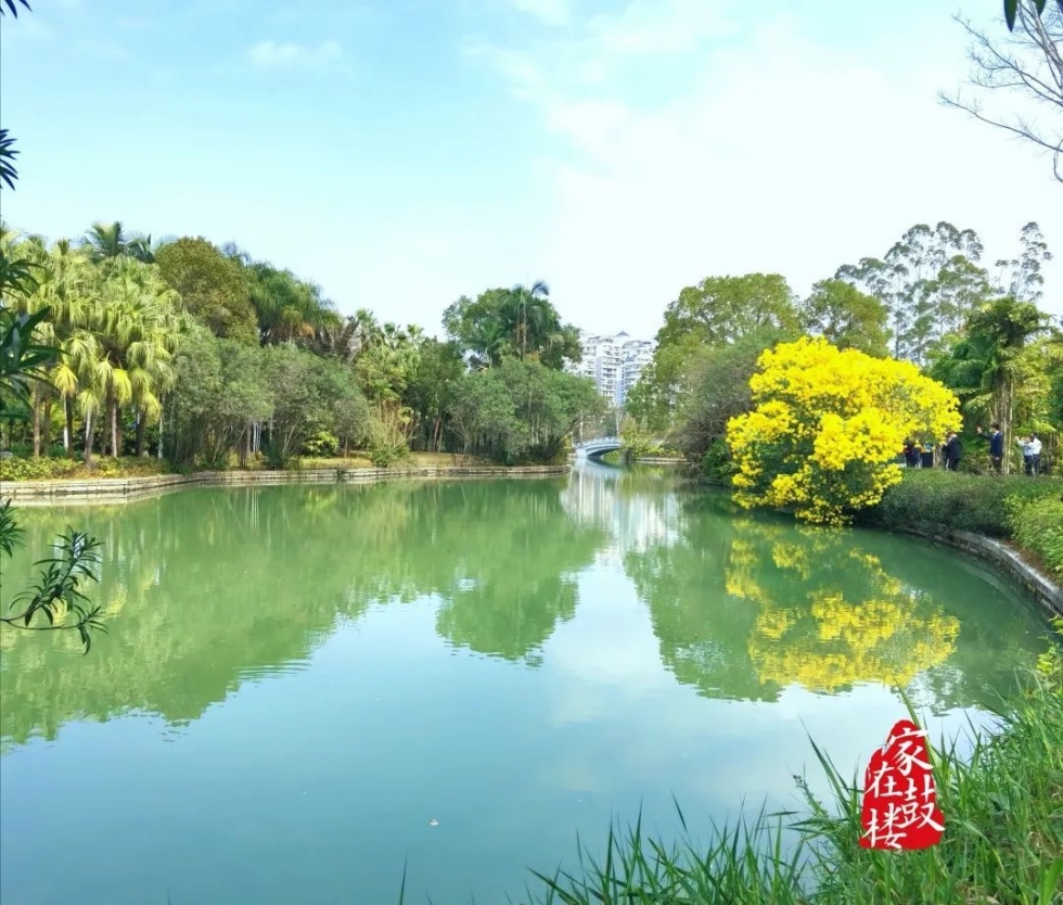 福州郁金香沙滩公园,福州温泉公园郁金香盛开