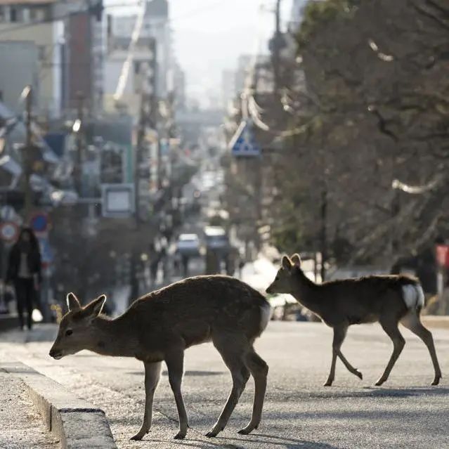 好莱坞拍了隔离期间的《史密斯夫妇》,他们盯上了全球顶奢百货里价值2700万的钻石