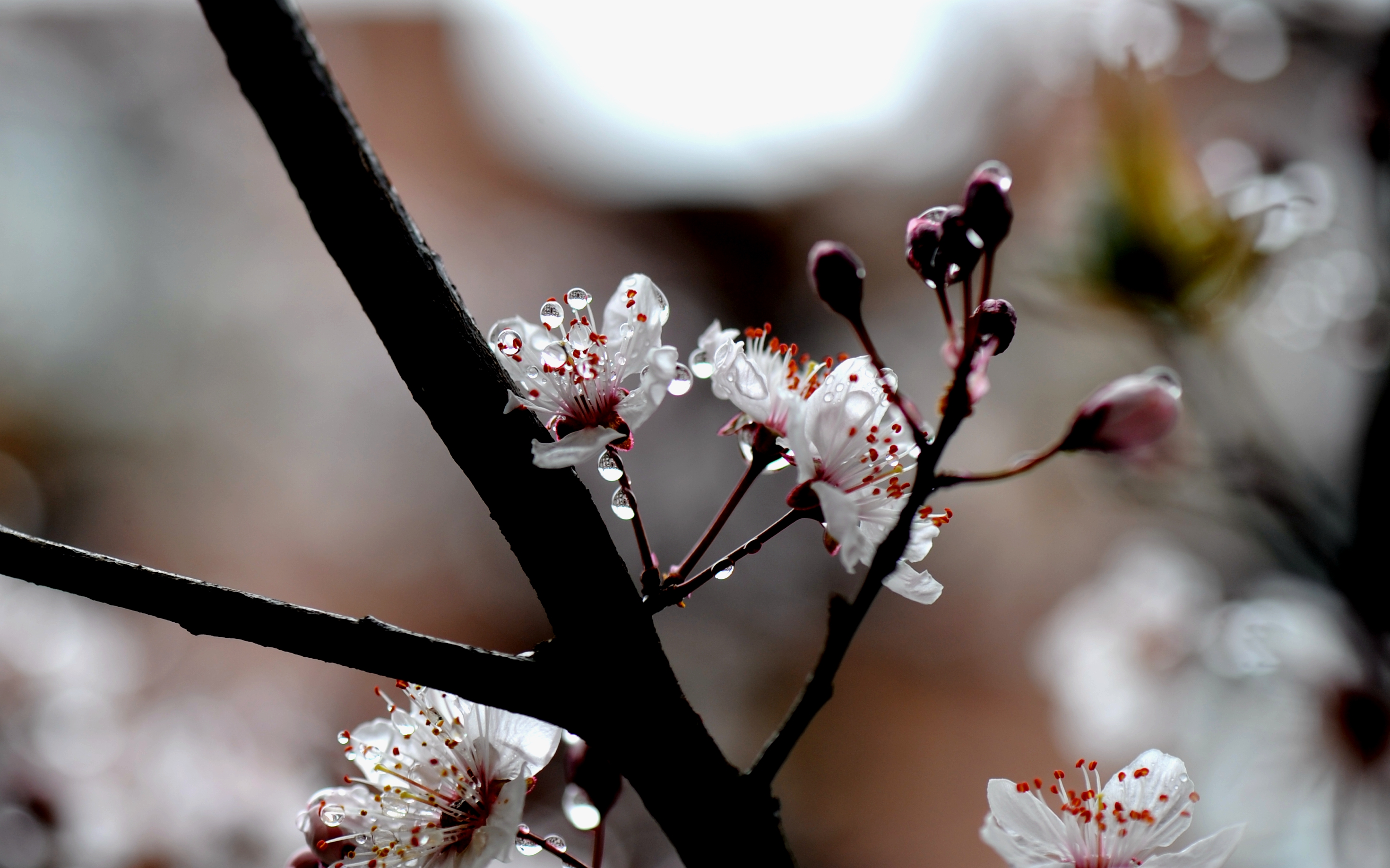 上海:春雨润如珠