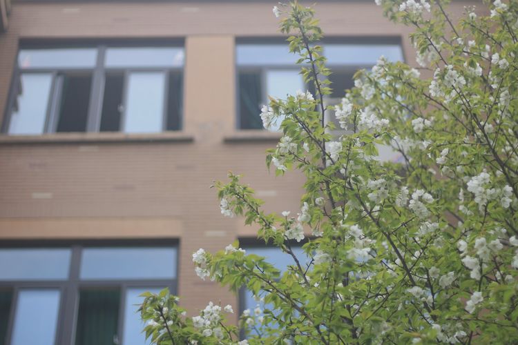 执手春天灼灼其华——咔嚓社最美遇见之寻找校园春意篇