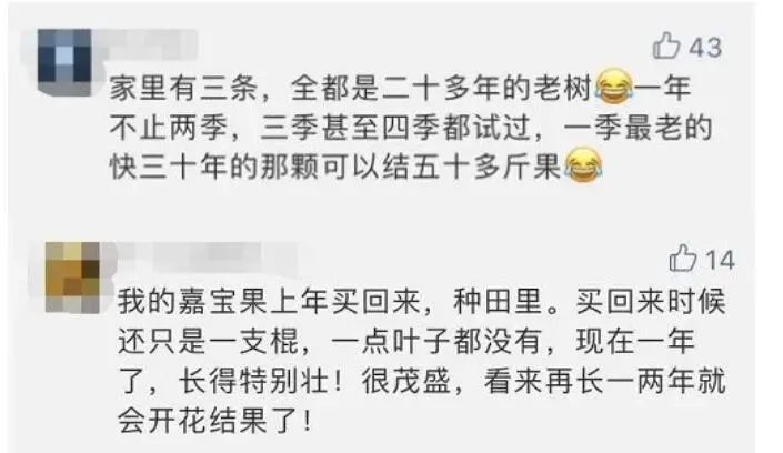 东莞人家里都种的“土豪果”身价暴跌10倍！曾卖到500元一斤