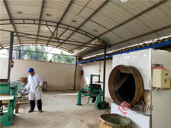 景东县:春漫三月天,茶香溢银生