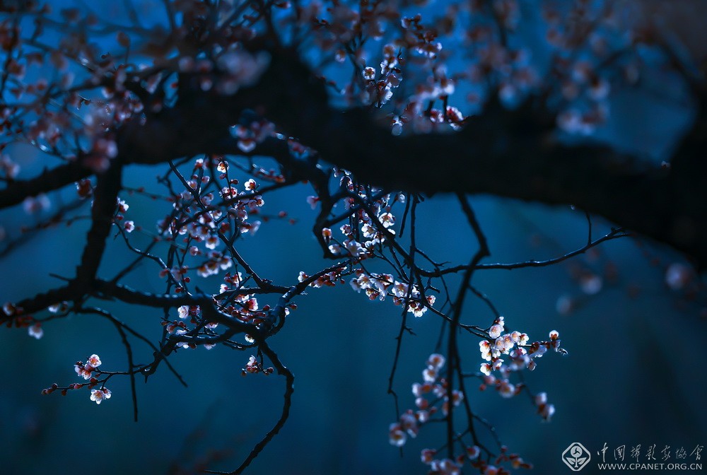 会员佳作｜吉龙生：“美丽中国、绿色江苏”梅花风韵系列作品