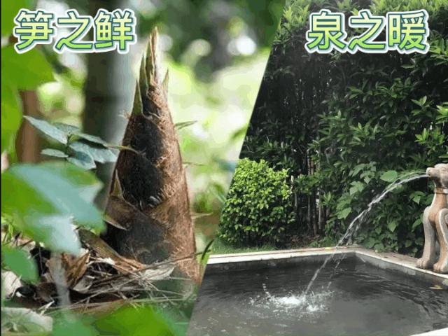 笋之鲜,泉之暖,快来西海温泉体验最纯粹的春日