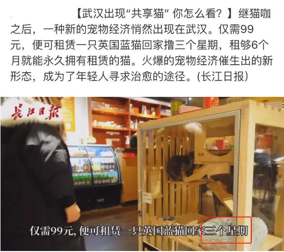 *子骗**又出新套路，可爱小猫沦为「骗钱工具人」