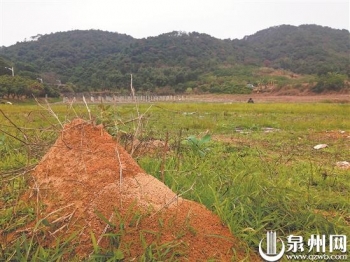 红火蚁的危害特点及防控方法,红火蚁入侵435个县市都是哪