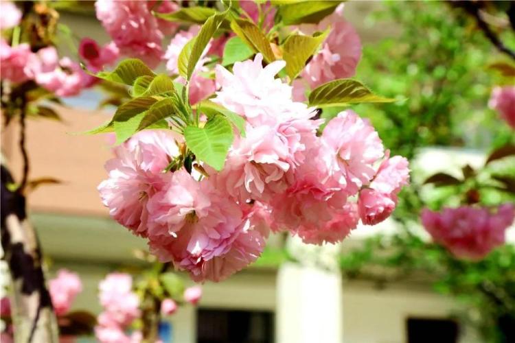 淄博五月樱花,淄博人山人海的樱花节