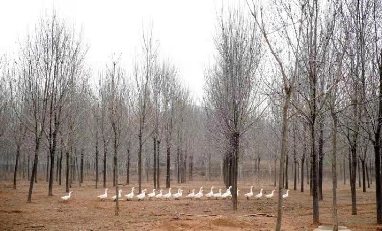 临淄区金山镇党建项目,临淄区村居党建引领