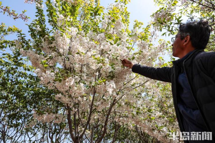 青岛樱花品种大全,青岛绿色樱花品种