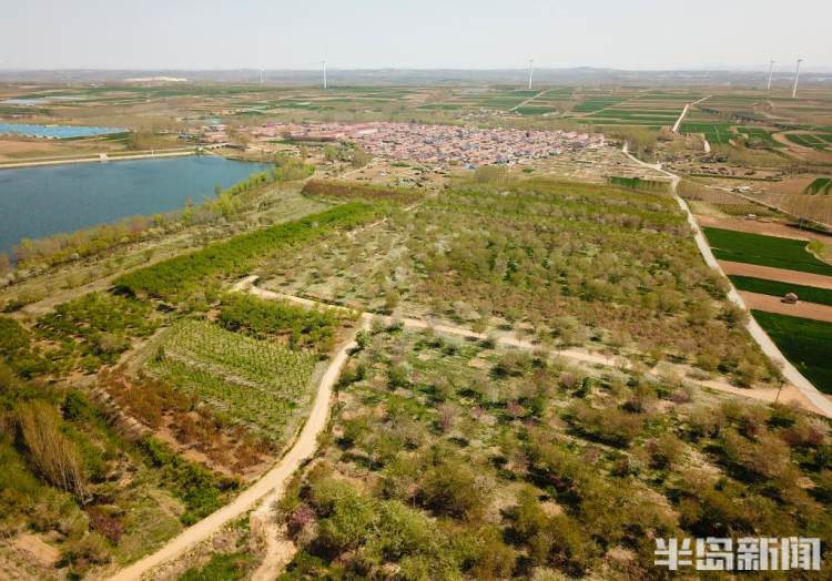 青岛樱花品种大全,青岛绿色樱花品种