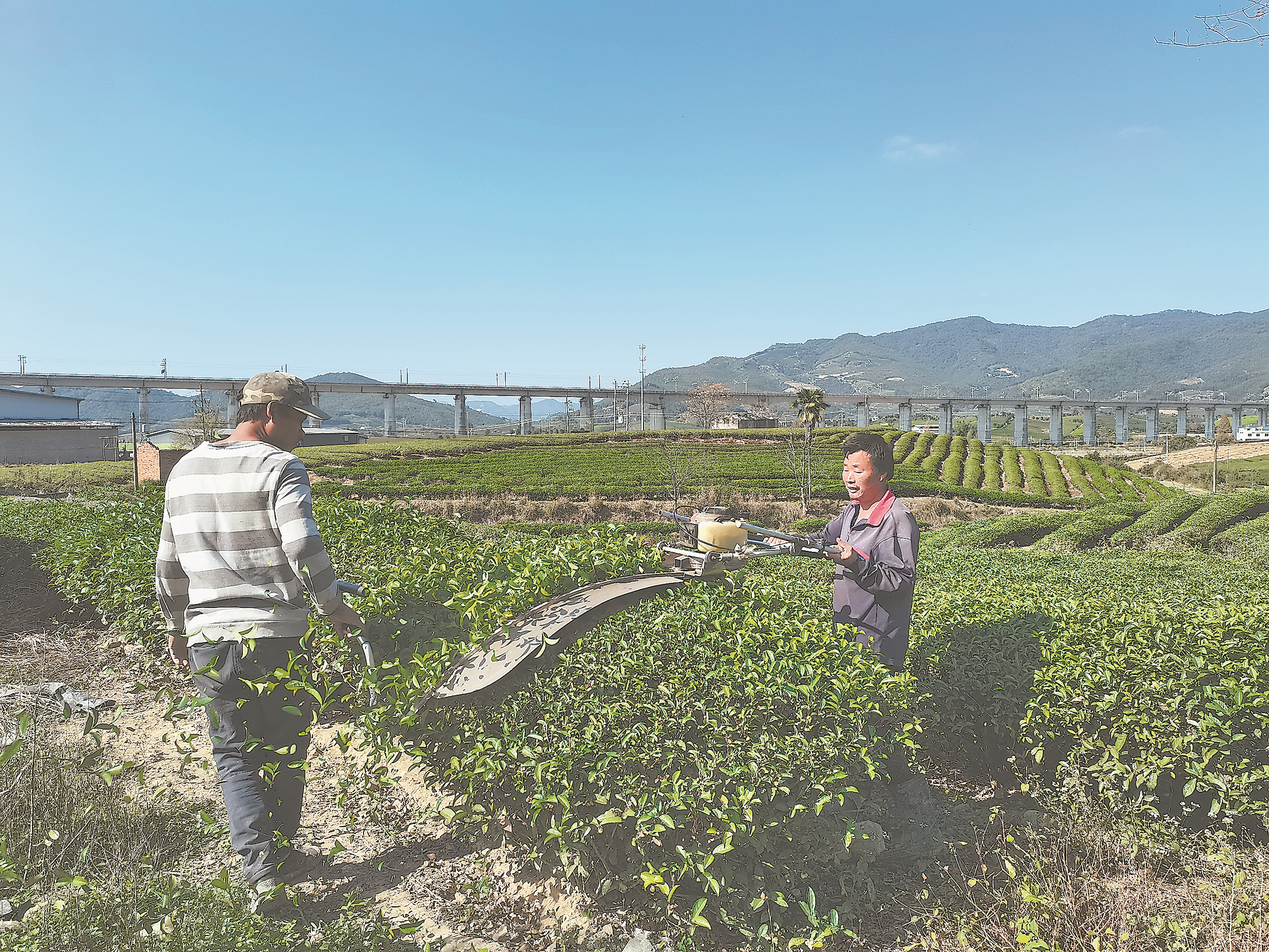 四川茶园管理机,茶园耕田机