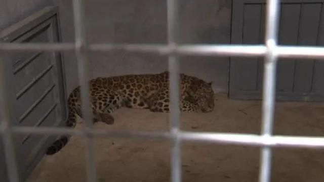 半岛聚焦丨只认“金钱”不识“豹”，为了流量闹哪样？盘点杭州“瞒豹”事件始末