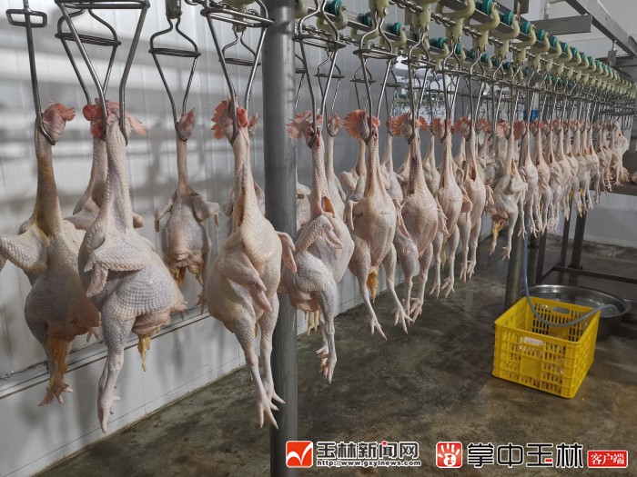 冰鲜鸡的市场形势如何,冰鲜鸡生产日期