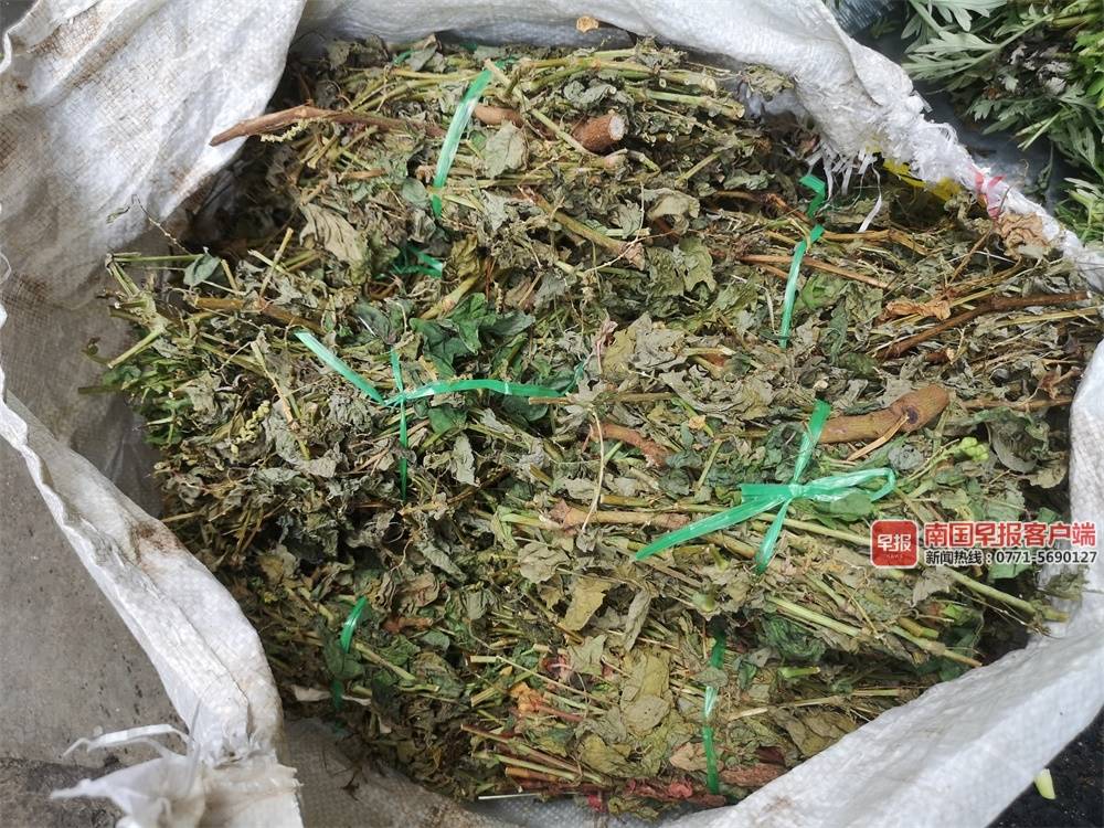 端午节泡药浴,端午前泡药浴的好处图片