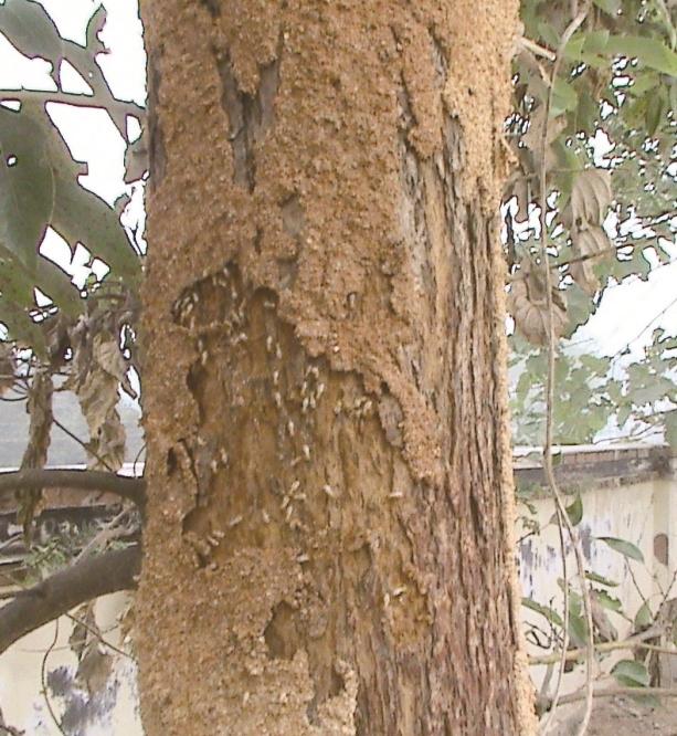 白蚁防治所是用什么方法杀白蚁的,白蚁遭遇战这套防蚁攻略请收好