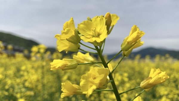 打卡阿坝,打卡川西甘孜小众秘境