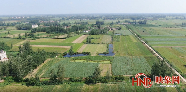 白芷种植致富项目,河南淮滨种植白术增收添动力