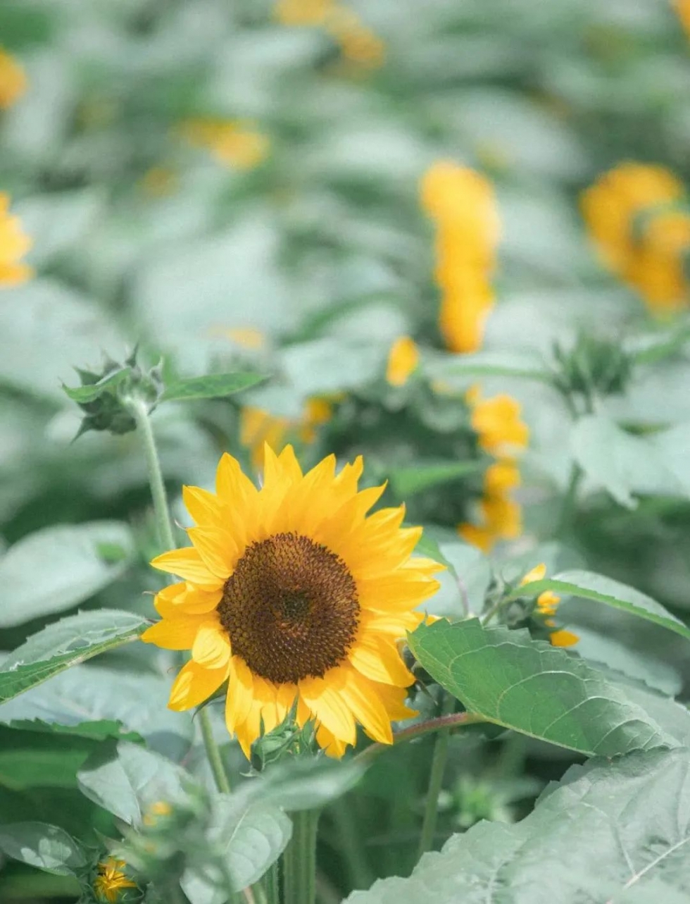 不出福州一日游去哪,不出福建省好玩的旅游景点