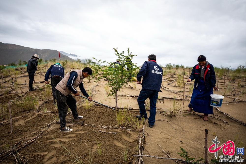 山南市沙化情况,山南市教育城东侧防沙治沙项目