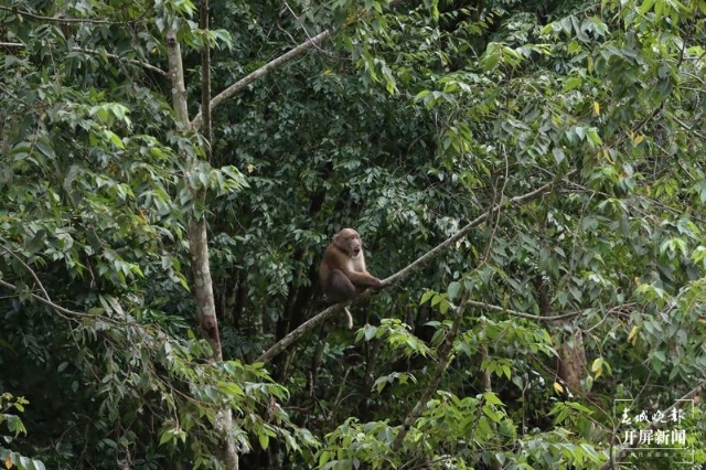 龙陵小黑山黑熊,熊猴现身保山龙陵